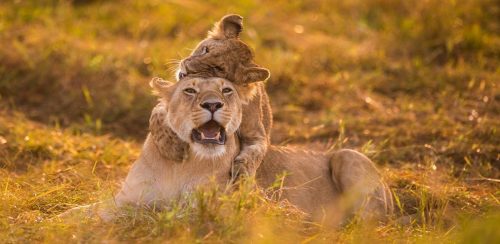 masai mara safari