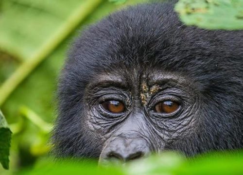 Uganda gorilla trekking