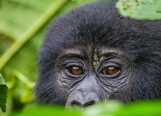 Uganda gorilla trekking