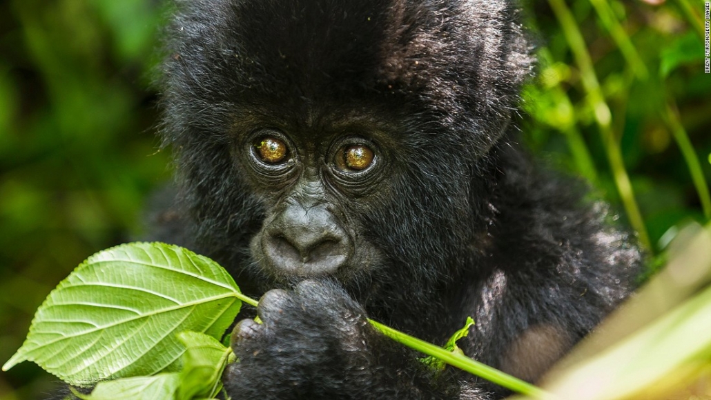 Uganda Gorilla Trekking
