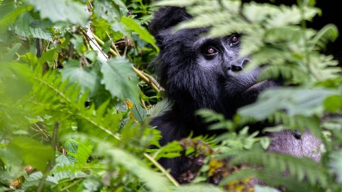 gorilla trekking
