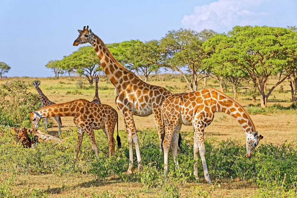 Murchison falls