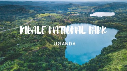 Uganda Gorilla Trekking