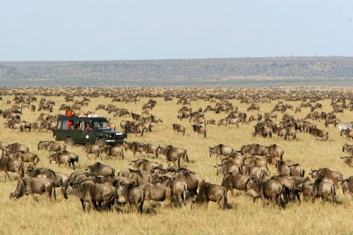 masai mara safari