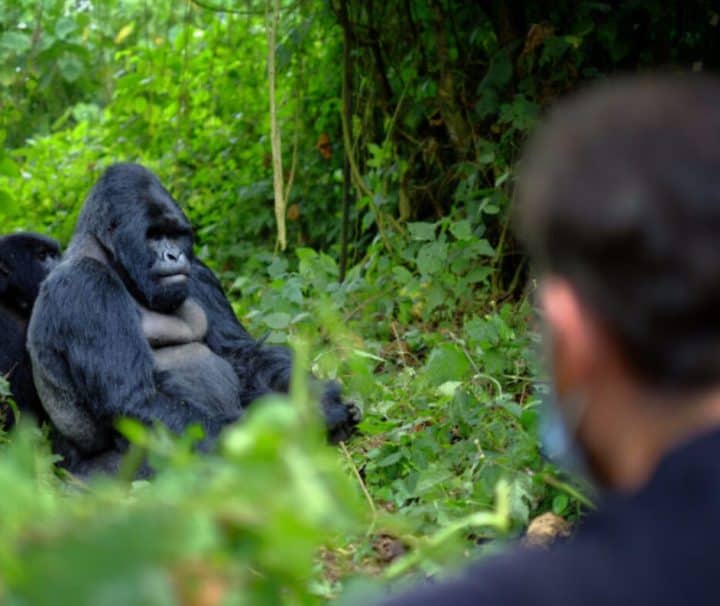 Gorilla watching in Rwanda's lush rainforest with a visitor observing a silverback gorilla.