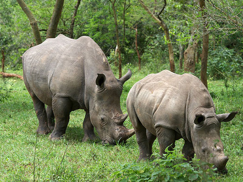 Rhino trekking in uganda