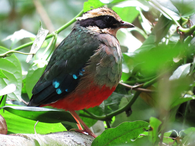 Birding-in-Kibale-National-Park