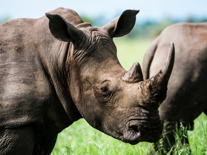 Murchison falls