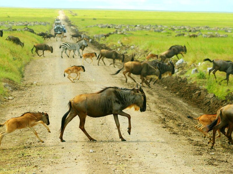 Book a safari