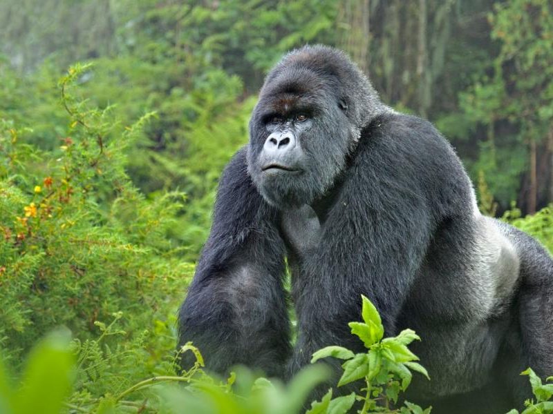 Gorilla Trekking in Volcanoes National Park