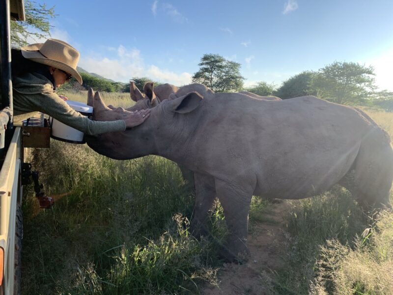 Book a safari