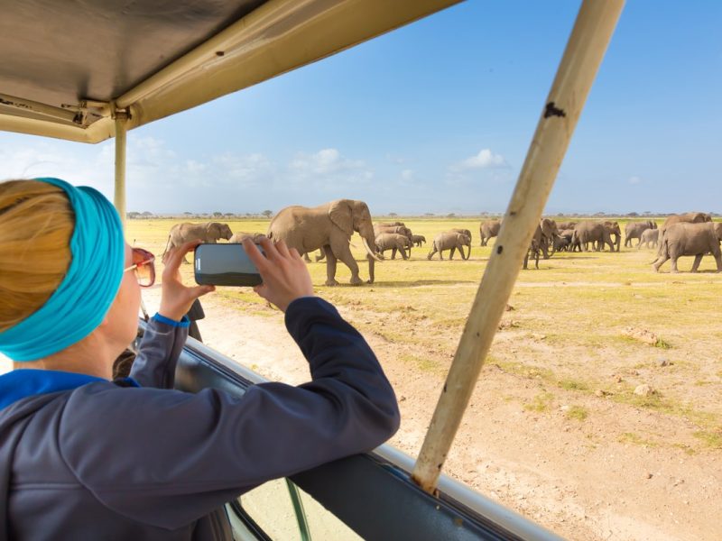 Elephants-in-Tarangire