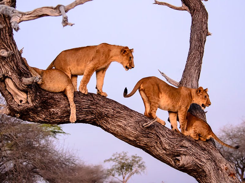 PARK-LAKE-MANYARA-NATIONAL-PARK