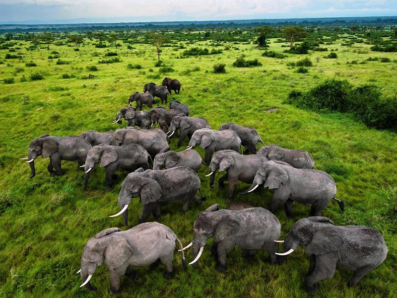 Safaris