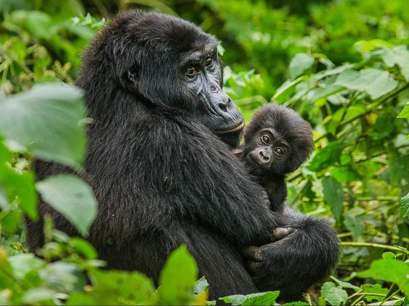 Gorilla Safaris