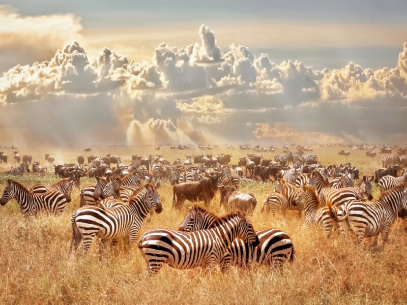 safari holiday