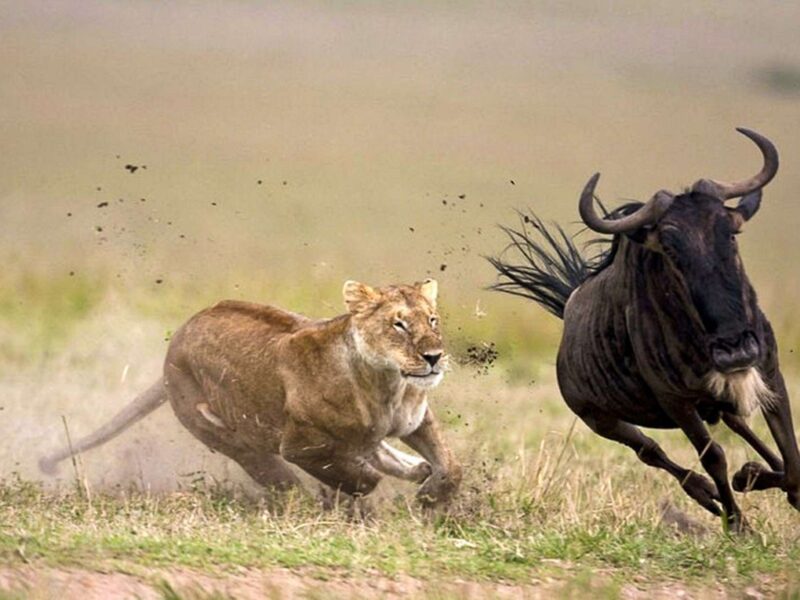 Masaai mara