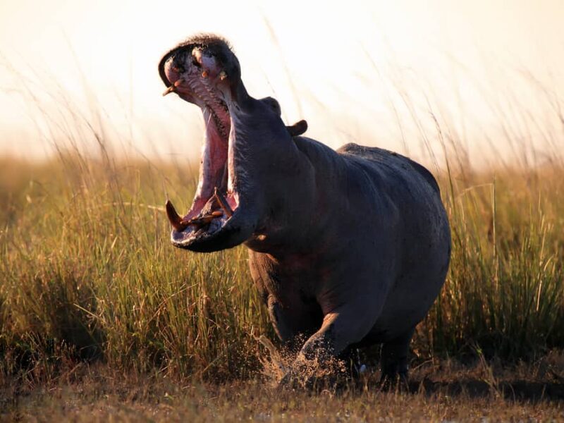 9 Days Uganda Safari – Gorillas & Wildlife Tour