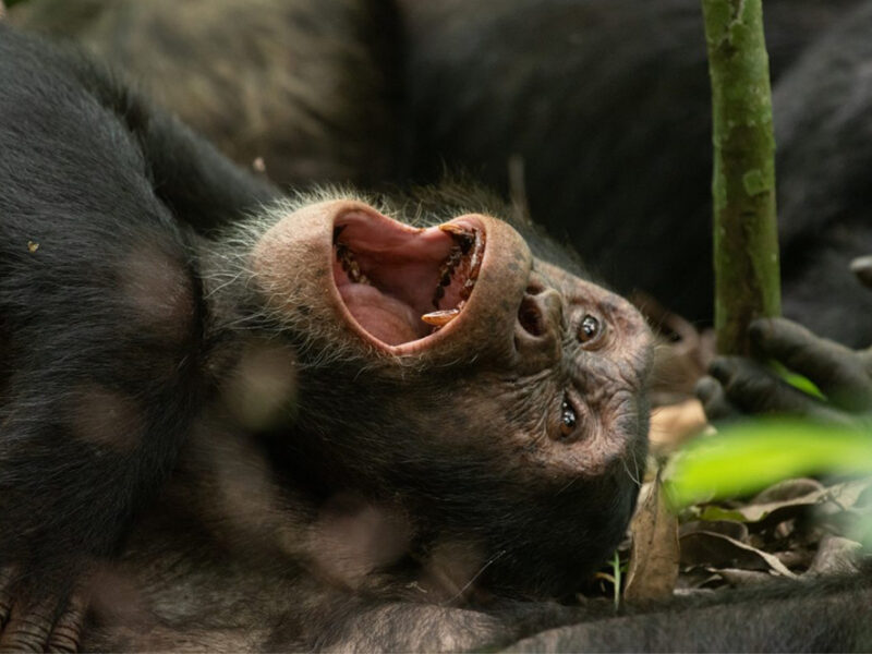 Chimpanzee Trekking
