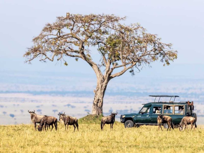 Family Safaris