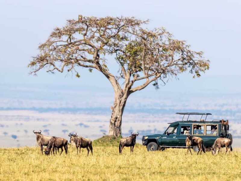 Family Safaris