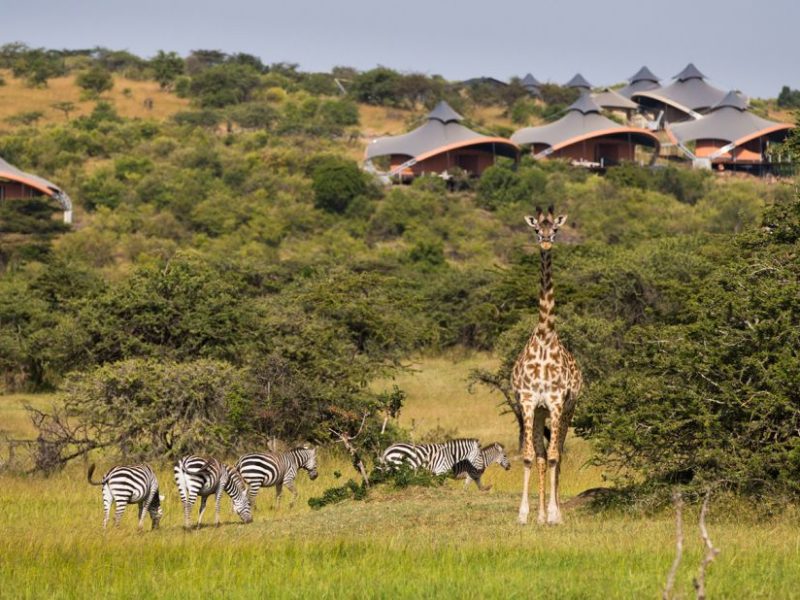 book a safari (2)