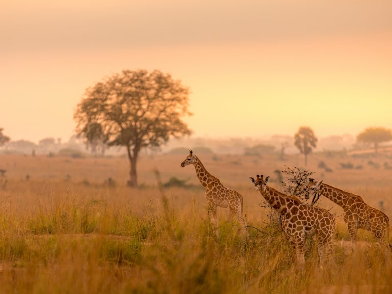 Murchison falls