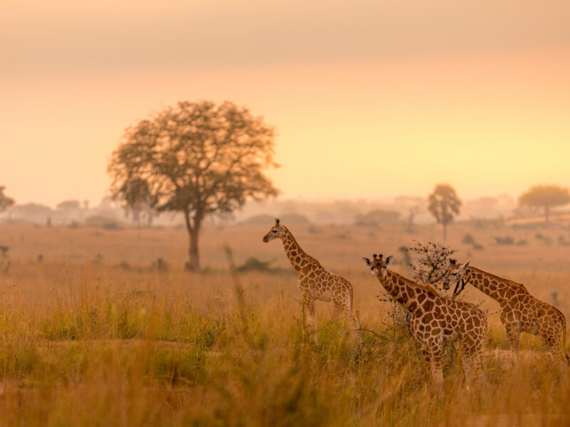 Murchison falls
