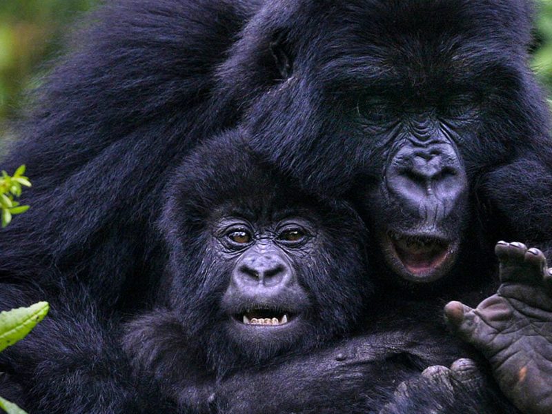 Bwindi Gorilla Trekking