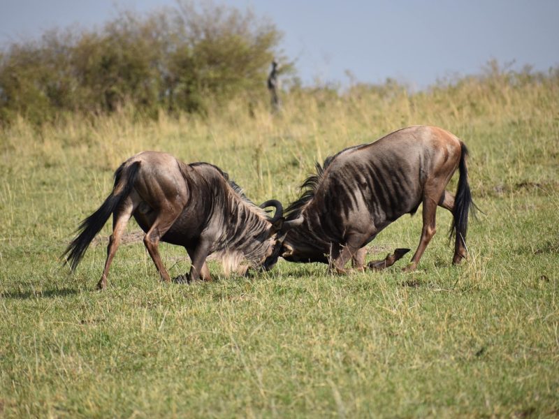 Kenya Luxury Safari