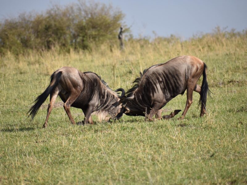Kenya Luxury Safari