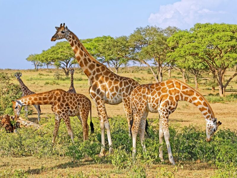 Murchison falls