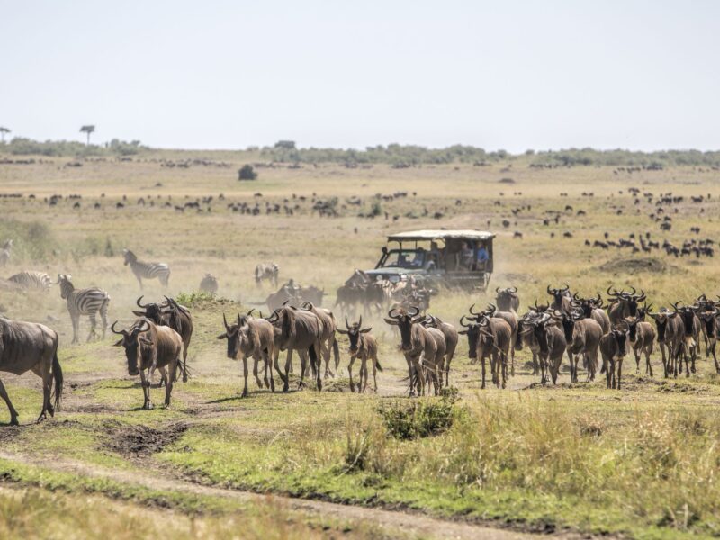 Kenya Safaris