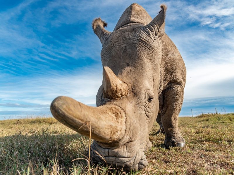 rhino-3