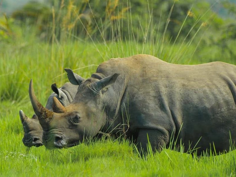 Ziwa Rhino Sanctuary