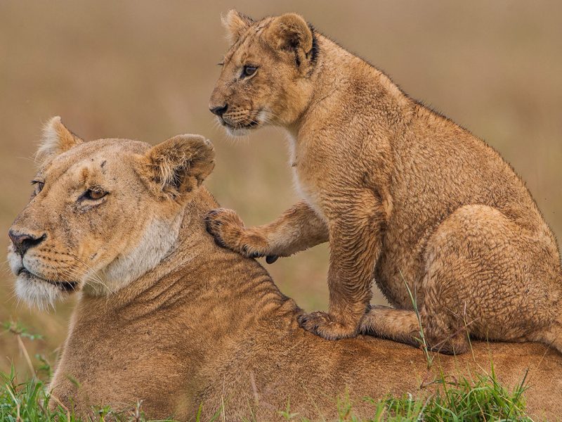 Murchison falls