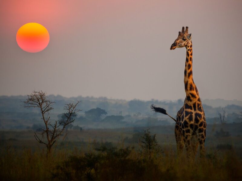 tanzania safari
